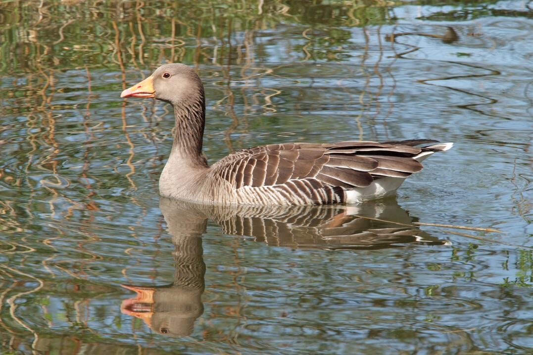Das Vorkommen der neuen H5N2-Reassortante sowie des Subtyps H5N8
wurde in den USA über das Wildvogelmonitoring bei verschiedenen Arten wie
Enten, Gänsen und Raubvögeln bestätigt.