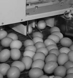 Durch das Verbot der herkömmlichen Käfighaltung von
Legehennen in der EU wurde in Frankreich ein Produktionsrückgang
und eine Preiserhöhung bei Eiern ausgelöst.