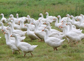 Deutsche Gnse? In dem Fall ja - und sehr naturbelassen erzeugt. An der Theke ist das kaum ersichtlich.