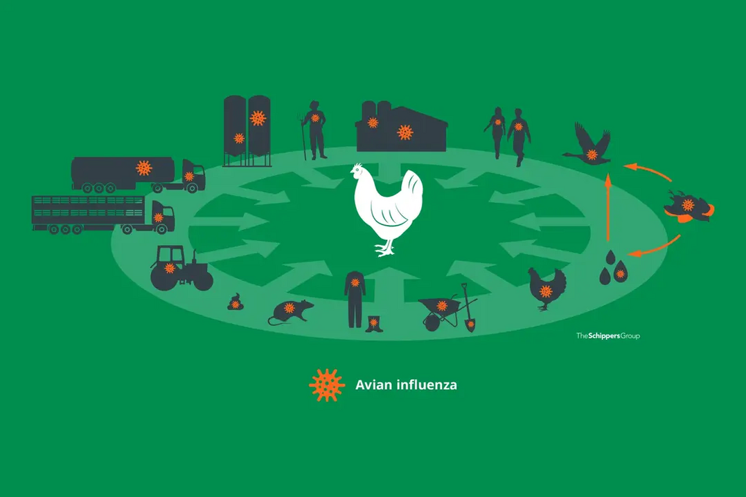 Es gibt viele verschiedene Eintragswege für das Virus, Geflügel zu infizieren, deswegen ist eine umfassende Analyse der Biosicherheitsmaßnahmen so wichtig.