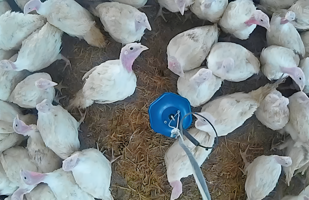 Durch die Integration von Sensor- und Steuerungstechnologie im Putenstall wird eine präzise Überwachung der Pickaktivität ermöglicht.