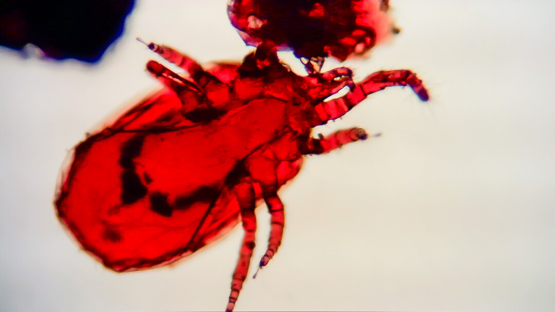   Eine Vogelmilbe aus einer Milbenfalle (hier rot nach Blutmahlzeit). Die Entschlsselung des Genoms und die genetische  Variation von Dermanyssus gallinae ist ein mageblicher Faktor fr die Erfolgsaussichten der Impfstoff-entwicklung.