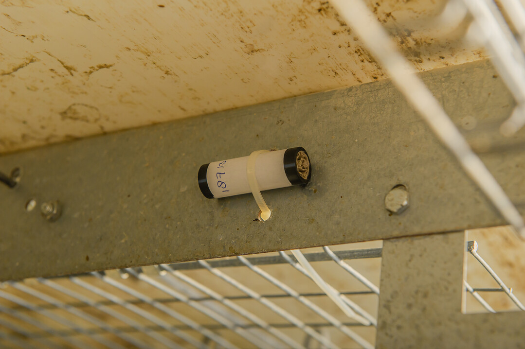   Milbenfallen im Stall dienen dem Monitoring. 