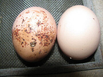 Ein starker Befall mit der Roten
Vogelmilbe beeintrchtigt nicht nur das
Tierwohls, sondern er kann auch einen
erheblichen wirtschaftlichen Schaden
verursachen. Die Blutpunkte auf dem linken
Ei stammen von zerdrckten Vogelmilben.