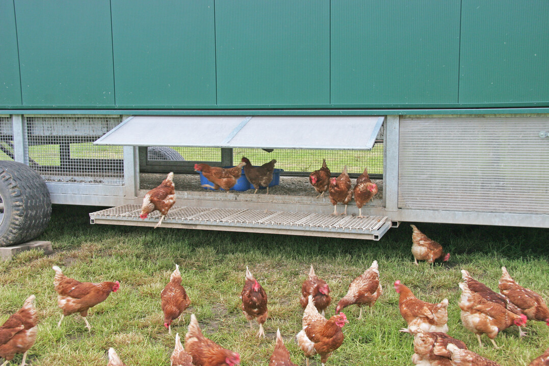 Der Standort eines Mobilstalls fr die Legehennenhaltung spielt eine entscheidende Rolle fr das Tierwohl und die Effizienz der Betriebsablufe.