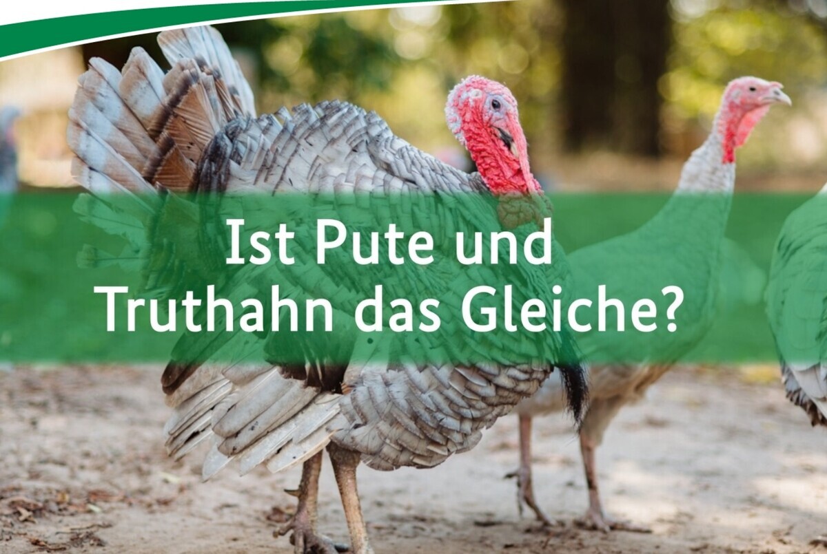 BZL-Wissenshäppchen: Truthahn oder Pute? - DGS MAGAZIN