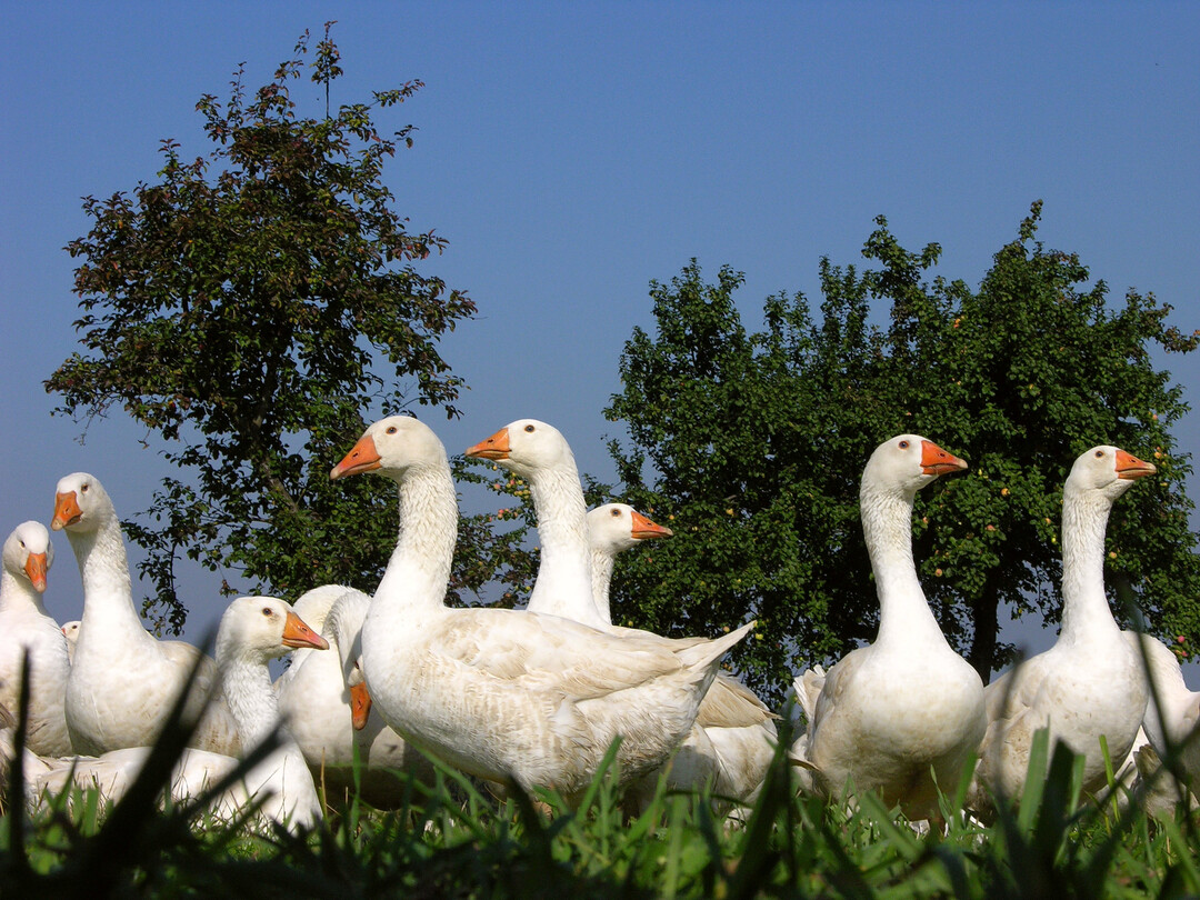 Eine Schlussfolgerung des AI-Geschehens betrifft die Gänsehaltung. Hier hat das Aufstallungsgebot zu Problemen geführt.