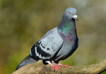 Bei einer Stadttaube in Augsburg wurde die hochansteckende Viruskrankheit Newcastle Disease (ND) nachgewiesen.
