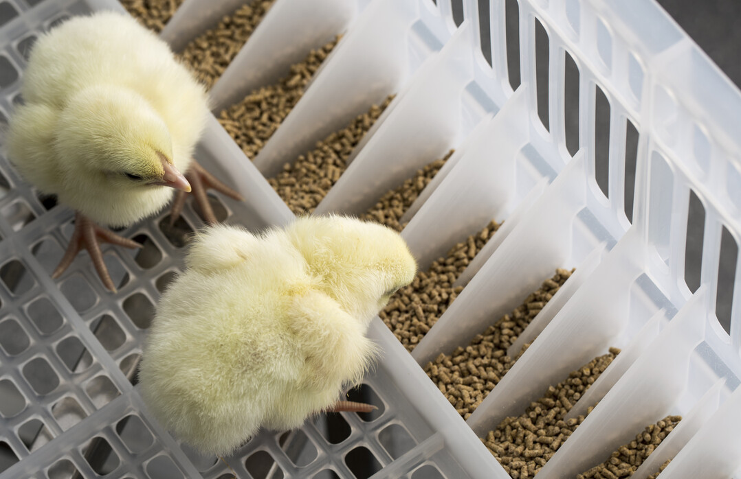 Beim neuen Verfahren sind die Bruteier in der Bruteihorde wabenförmig um ein Loch angeordnet, durch das die geschlüpften Küken sofort in die darunterliegende Schlupfkiste fallen, die mit Futter- und Wasserrinne ausgestattet ist.